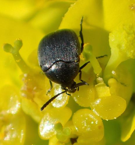 Réf. 194 473 : Spermophagus sp.